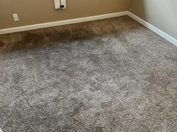 Top-rated carpet cleaning service